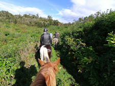 Portugal-Azores-Green Azores Island Rambler